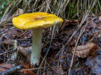 Gelber Pilz am feuchten Waldboden